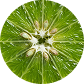 Himalaya-Limette